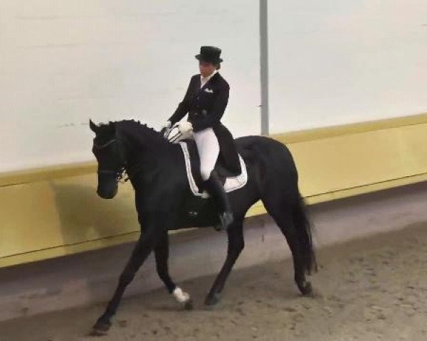 Dressurpferd Sofie 24 (Württemberger, 2003, von Sterntänzer)