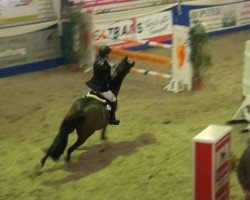 broodmare Cortina Grande (Oldenburg, 2005, from Conterno Grande)