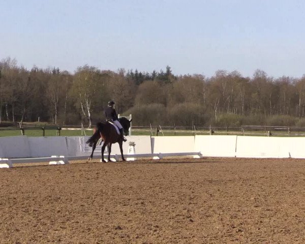Reitturnier Bremervörde/Reitsportzentrum 2021