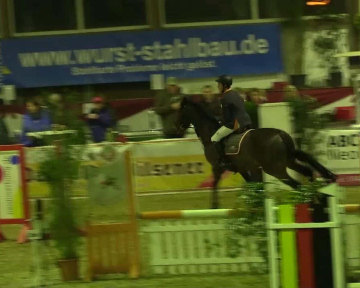Springpferd Asam 4 (Trakehner, 2005, von Grey)