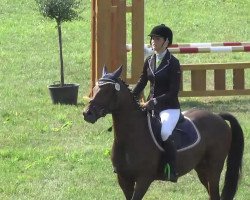 jumper Mr. Doolittle 2 (German Riding Pony, 2005, from Don Joshi)