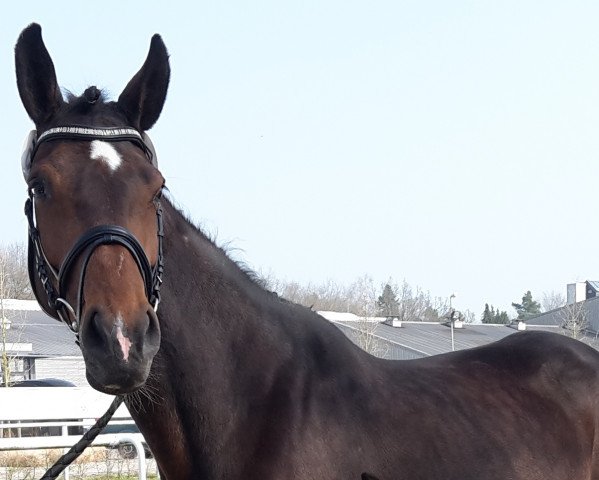 broodmare Unita (Vollschwester zu Chico´s Boy) (Holsteiner, 2004, from Carpaccio)