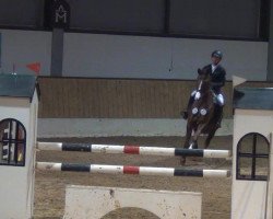 broodmare PK Halle Berry (Hanoverian, 2005, from His Highness)