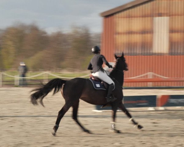 Reitturnier Handorf 2021