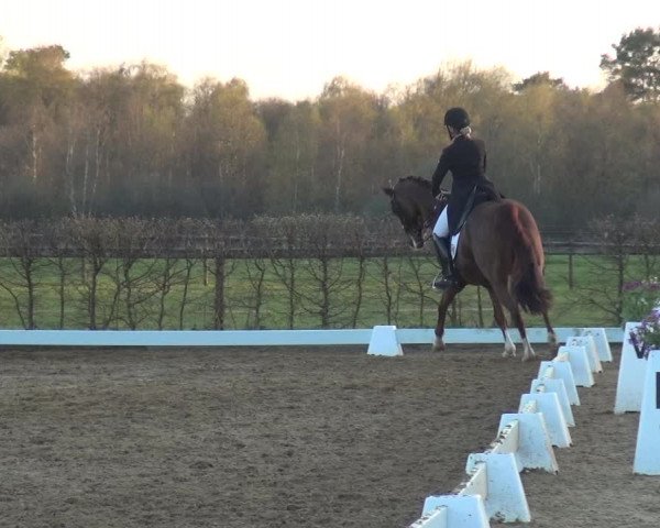 Reitturnier Bremervörde/Reitsportzentrum 2021
