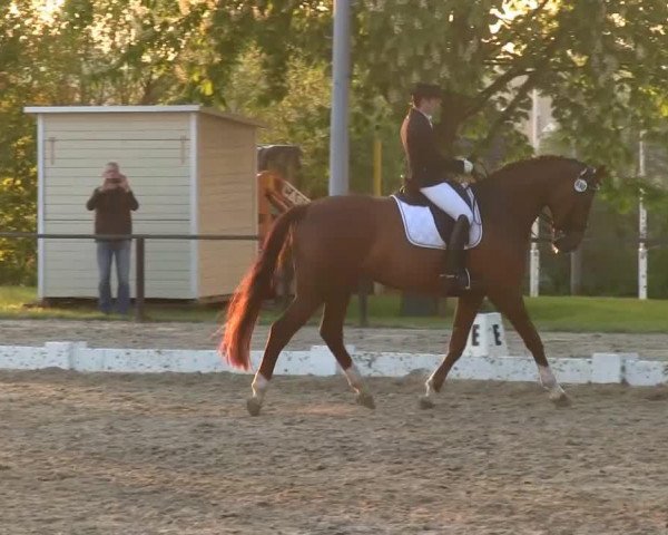 Dressurpferd Follow Me 39 (Oldenburger, 2004, von Florencio I)