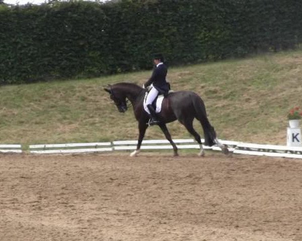 dressage horse Frisco 161 (Hanoverian, 2002, from Fürst Heinrich) dressage horse Frisco 161 (Hanoverian, 2002, from Fürst Heinrich)