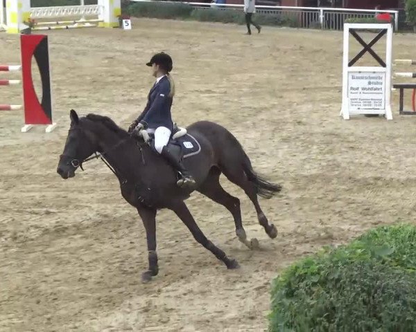 broodmare Dark Sally (Hanoverian, 2003, from Silvio I)