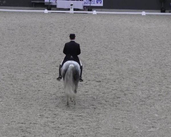 dressage horse Ally S (Rhinelander, 2003, from Abanos)