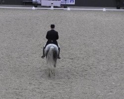 Cavallo da Dressage Ally S (Renano, 2003, di Abanos)
