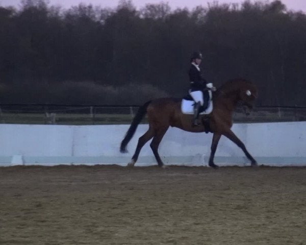Reitturnier Bremervörde/Reitsportzentrum 2021