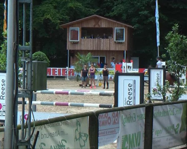 jumper Daiquiri 76 (Latvian Warmblood, 2004, from Daions)