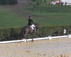 dressage horse Felicitas (Westphalian, 2004, from Florestan I)
