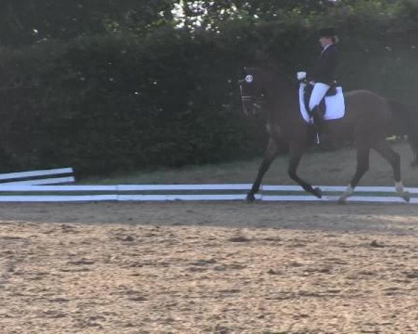 dressage horse Ebay (Westphalian, 2005, from Ehrentusch)