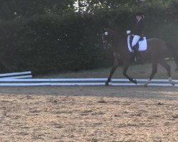 dressage horse Ebay (Westphalian, 2005, from Ehrentusch)