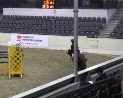 jumper Carethan (German Sport Horse, 2005, from Caretello B)