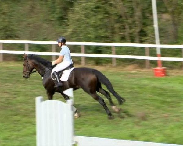jumper Doreano (Oldenburg, 2001, from Dormello)