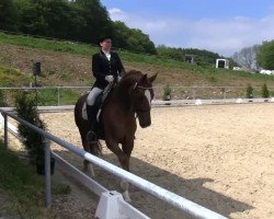 dressage horse Scarpati (Hanoverian, 2006, from Sir Donnerhall I)