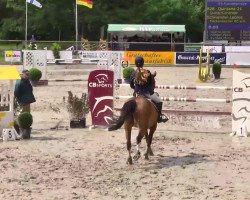 jumper Quintana 21 (Zangersheide riding horse, 2003, from Quinar)