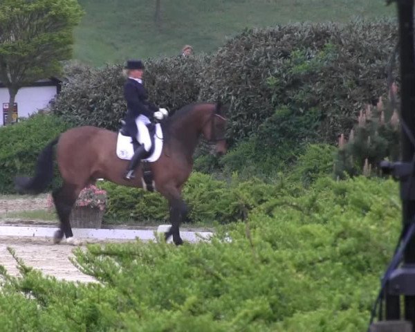 dressage horse Ferino 20 (Zweibrücken, 1998, from Florestan I)