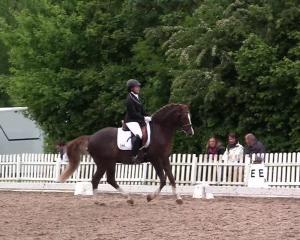 dressage horse Tequila 179 (German Riding Pony, 2002, from Top King)