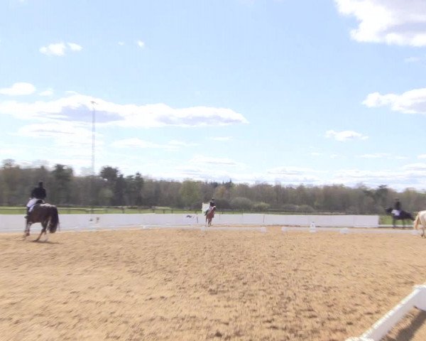 Reitturnier Bremervörde/Reitsportzentrum 2021