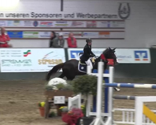 Springpferd Lucie (Westfale, 2002, von Lamoureux I)