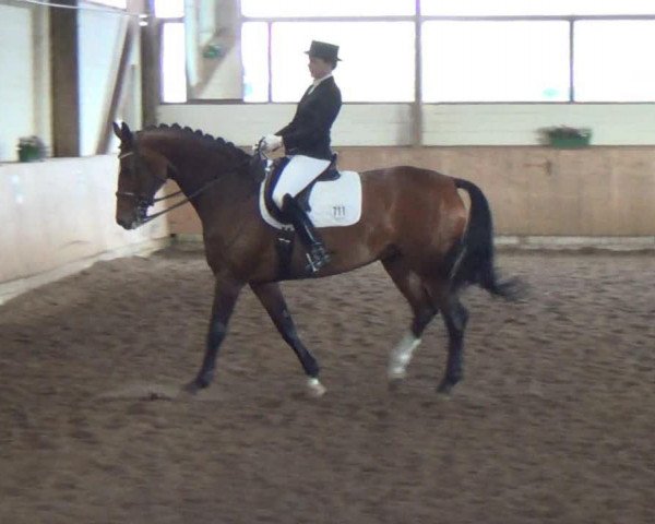 dressage horse Akira (Westphalian, 2002, from Akribori)