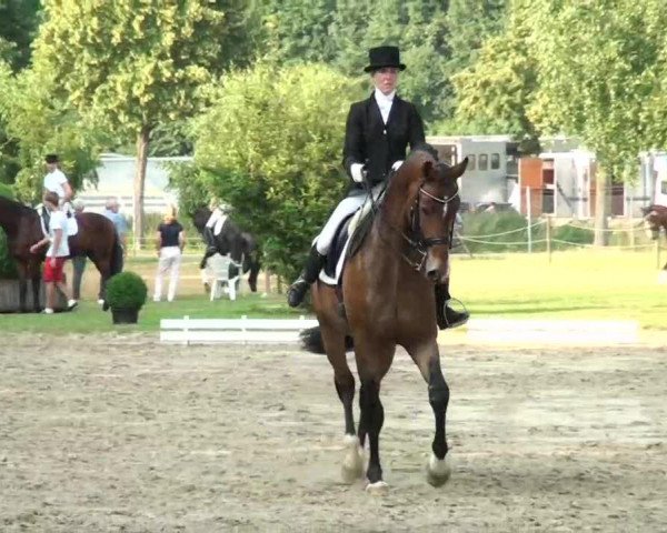 Pferd Rubin Hit (Oldenburger, 2004, von Rubin Royal OLD)