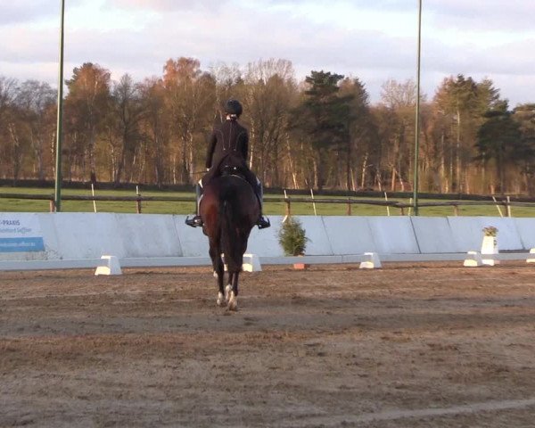 Reitturnier Bremervörde/Reitsportzentrum 2021