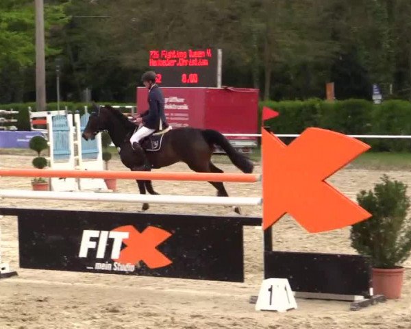 broodmare Fighting Queen H (Rhinelander, 2004, from Feramo)