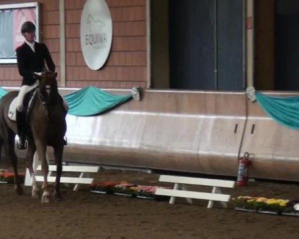 broodmare Dreamy OLD (Oldenburg, 2000, from Donnerhall)