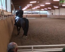 dressage horse Dubbeldam (Hanoverian, 2000, from Donnerhall)