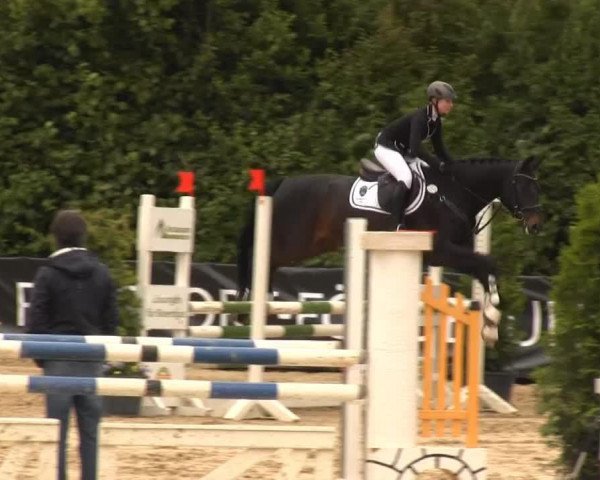 jumper Bon Jovi 75 (Hanoverian, 2004, from Belissimo NRW) jumper Bon Jovi 75 (Hanoverian, 2004, from Belissimo NRW)