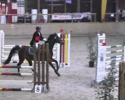 stallion Chico 783 (Mecklenburg, 2003, from Continue)