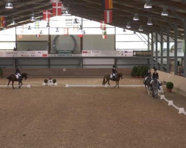 dressage horse Delgado (German Riding Pony, 2005, from Dornik B)