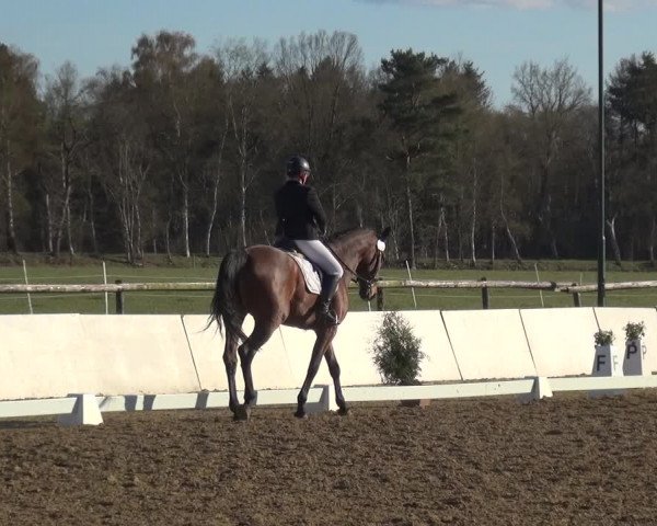 Reitturnier Bremervörde/Reitsportzentrum 2021