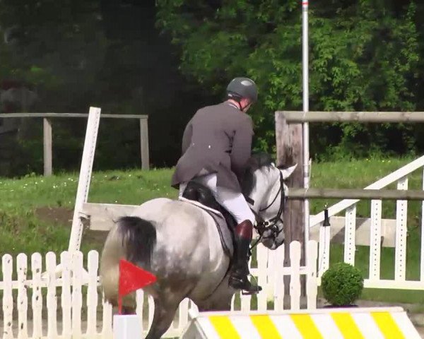 jumper New York (Holsteiner, 2007, from Nekton)