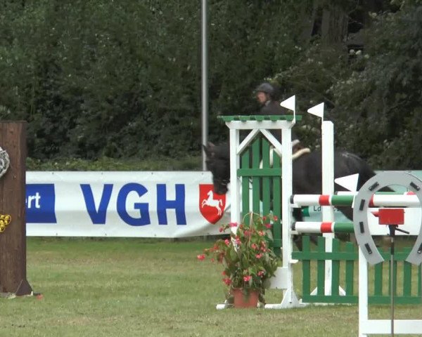 broodmare Acoradina (Zweibrücken, 2004, from Acordelli)