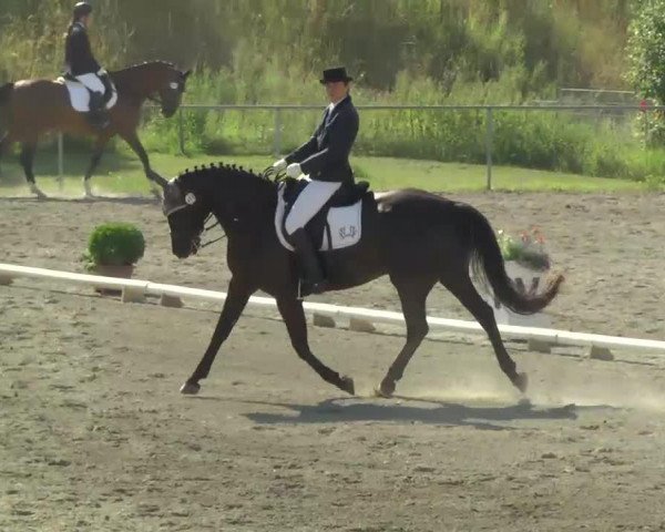 dressage horse Ghana 106 (Württemberger, 2003, from Gardez)
