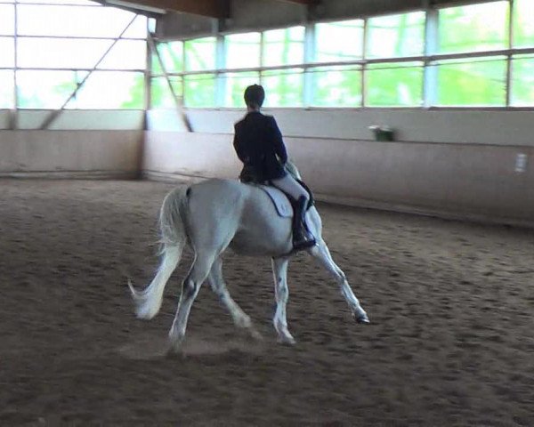 Dressurpferd Snowball (Trakehner, 1998, von Hohenstein I)