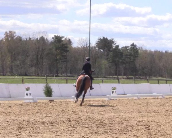 Reitturnier Bremervörde/Reitsportzentrum 2021