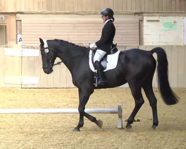 dressage horse April Night (Württemberger, 2003, from Alassio)
