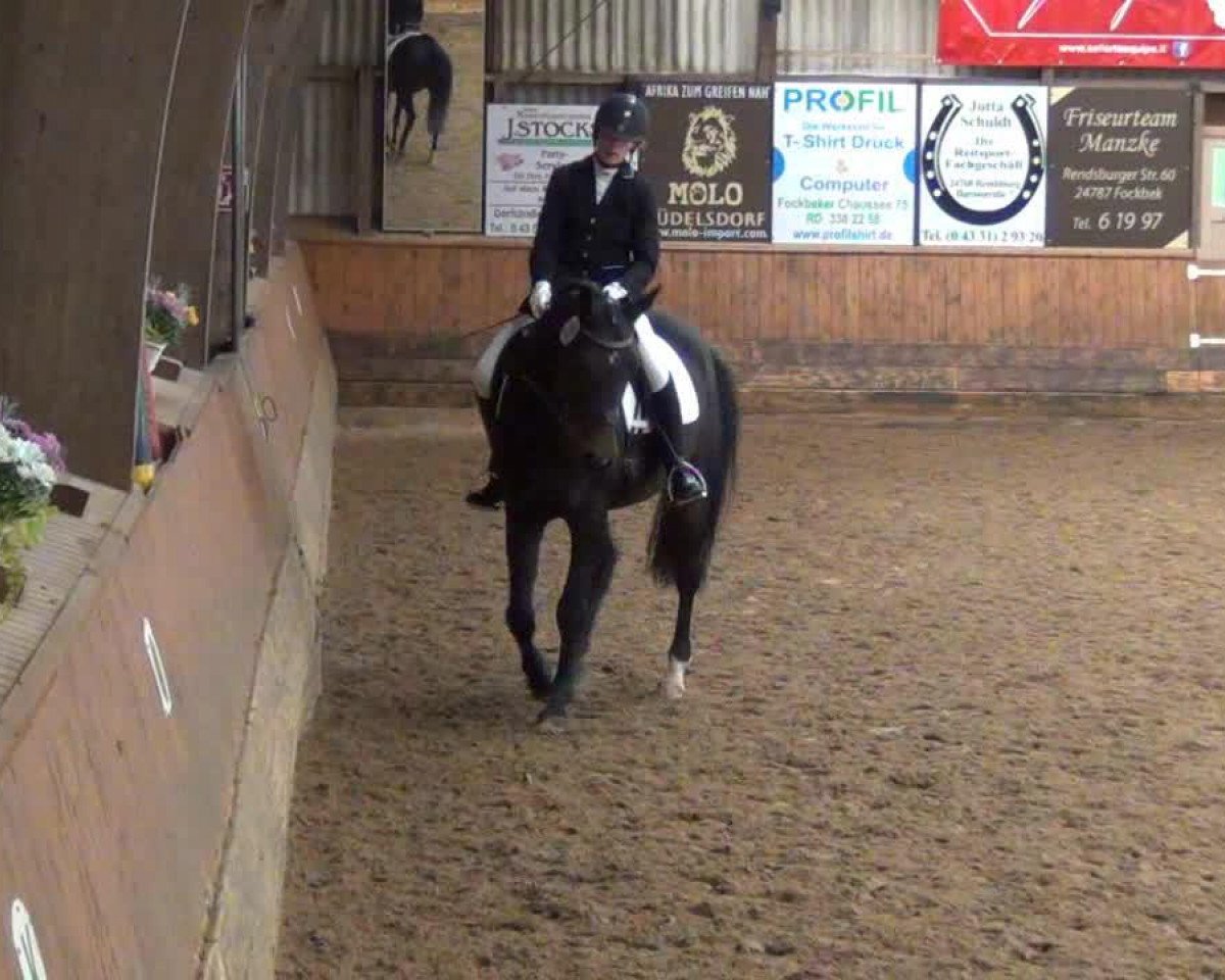 jumper Columbus 65 (Hanoverian, 2002, from Contendro I)