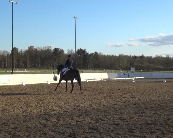 Reitturnier Bremervörde/Reitsportzentrum 2021
