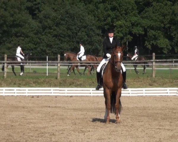 dressage horse Will Power 9 (Hanoverian, 2003, from Waterford)