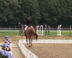 dressage horse Wolky (Hanoverian, 1999, from Wolkenstein II)