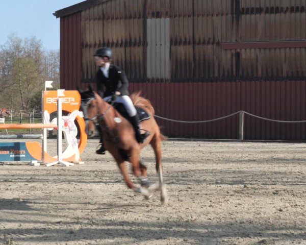 Reitturnier Handorf 2021