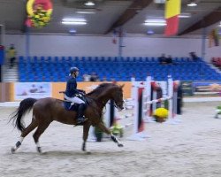 Springpferd Balü (Oldenburger Springpferd, 2005, von Balou du Rouet)