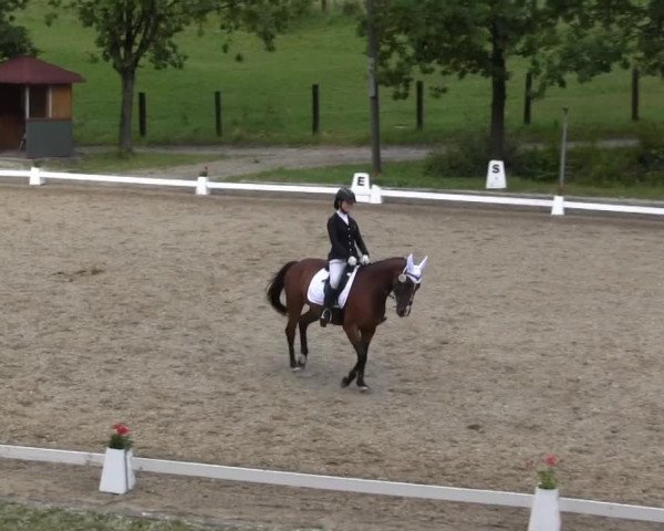 dressage horse Wincenta 7 (Hanoverian, 2004, from Waterford)